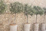 olive-trees-in-pots